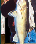 Ontario Walleye Fishing